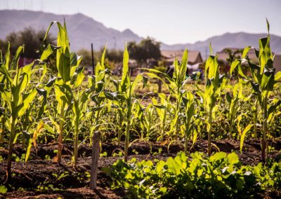 A healthy row of corn reaches for the sun