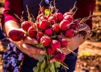 A volunteer holds a bunch of radish