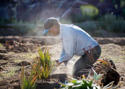 A farmer plants rows of aloe