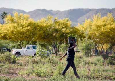 A farmer makes their way across the field with a fresh harvest