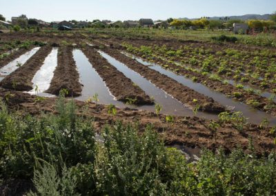 Rows of irrigation ditches and crops greet the day