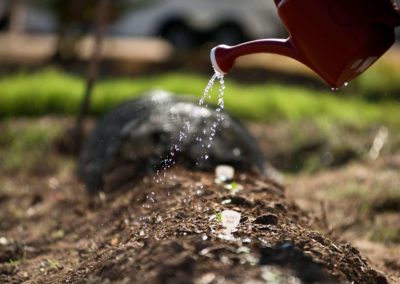 A farmer lightly waters a small sprout