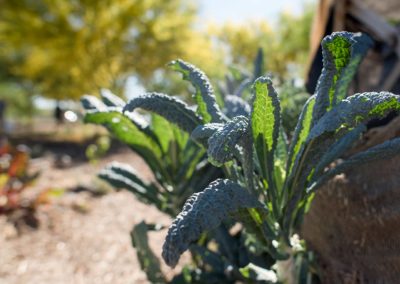 Rows of dinosaur kale and chard