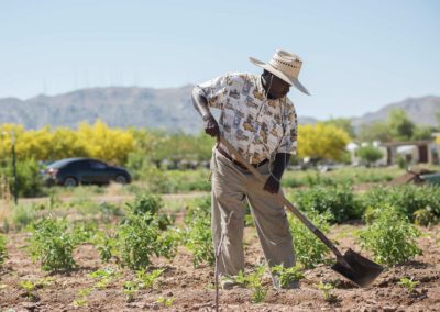 A farmer digs between crops