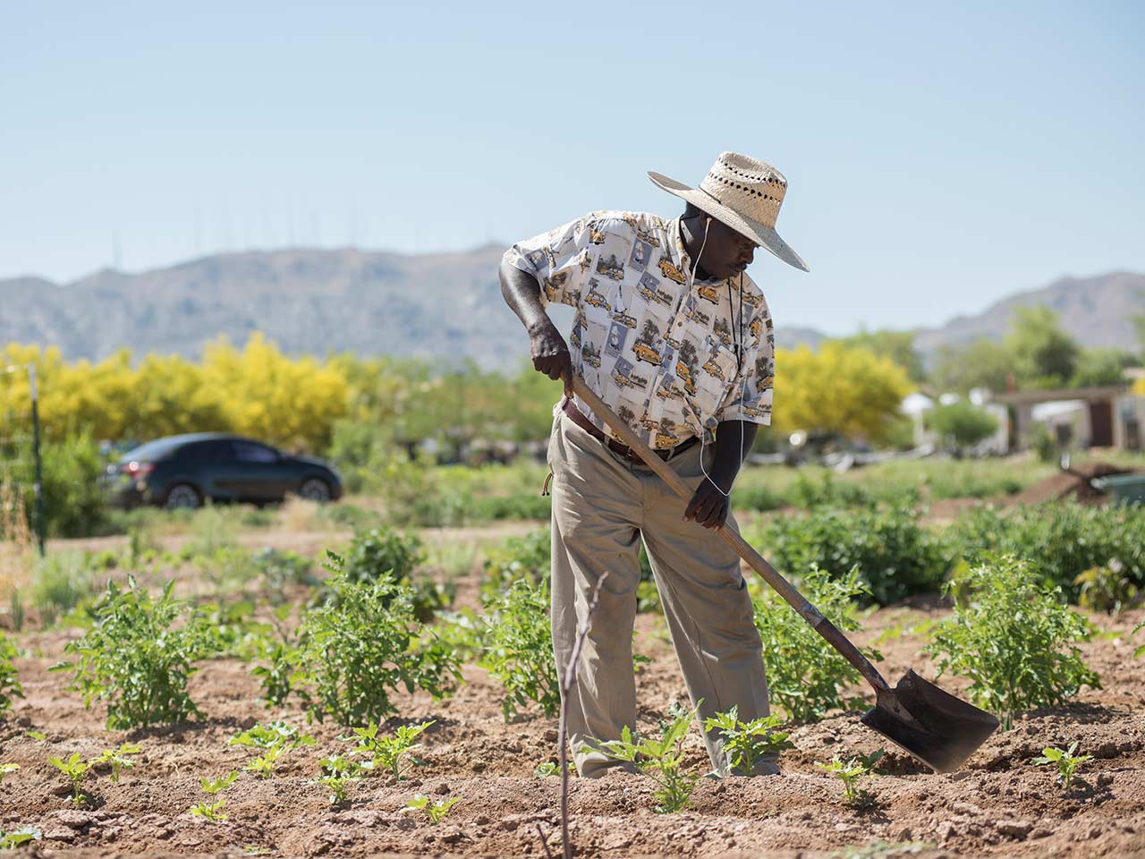 A farmer digs between crops