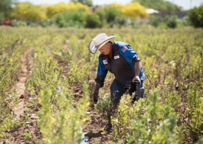 A farmer plants small sprouts between rows of mature plants